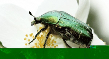 Co dělat, když někdo sní sazenice okurek ve skleníku, jak se chránit